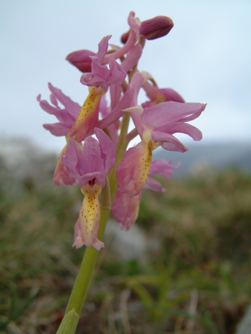 Orchis x colemanii (ibrido: Or. mascula x Or. pauciflora)